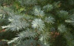 Patti Faye Deodar Cedar - 7 Gallon Pot 9 Patti Faye Deodar Cedar - 7 Gallon Pot -Leafy Joy Shop Ceadr Deodar Patti Faye 6