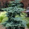Horstmann Dwarf Blue Atlas Cedar - 3 Gallon Pot 2 Horstmann Dwarf Blue Atlas Cedar - 3 Gallon Pot -Leafy Joy Shop Cedar Horstmann Blue Atlas 4