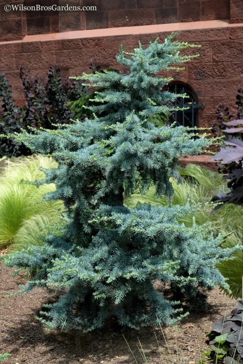 Horstmann Dwarf Blue Atlas Cedar - 3 Gallon Pot 3 Horstmann Dwarf Blue Atlas Cedar - 3 Gallon Pot