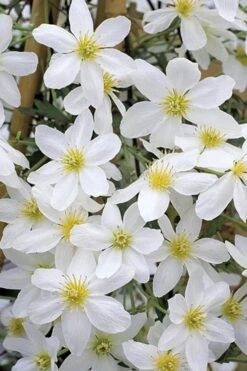 Avalanche Evergreen Clematis - 2 Gallon Pot -Leafy Joy Shop Clematis Avalanche 10