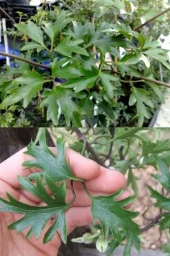 Avalanche Evergreen Clematis - 2 Gallon Pot -Leafy Joy Shop Clematis Avalanche 15