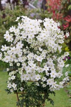 Avalanche Evergreen Clematis - 2 Gallon Pot -Leafy Joy Shop Clematis Avalanche 5