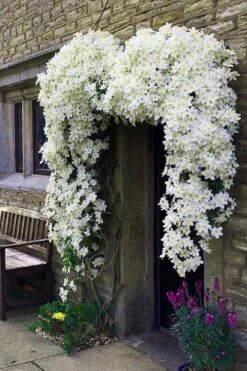 Avalanche Evergreen Clematis - 2 Gallon Pot -Leafy Joy Shop Clematis Avalanche 7