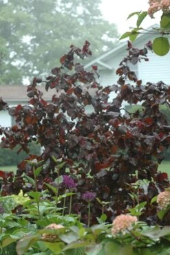 Red Dragon Contorted Filbert - Corylus Avellena - 3 Gallon Pot