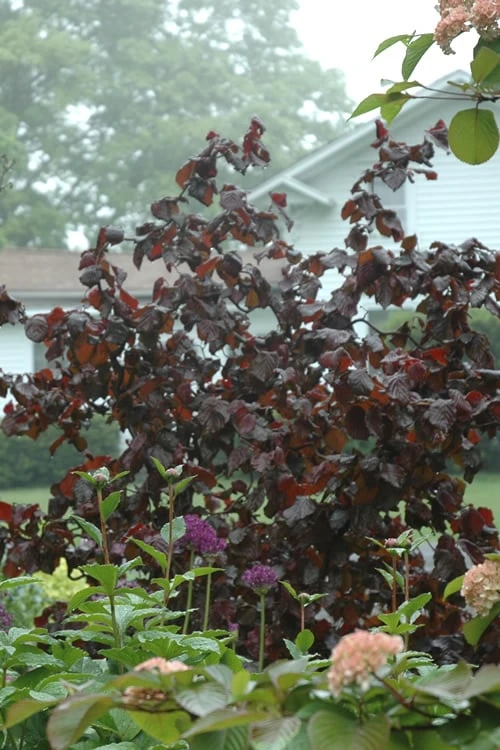 Red Dragon Contorted Filbert - Corylus Avellena - 3 Gallon Pot 3 Red Dragon Contorted Filbert - Corylus Avellena - 3 Gallon Pot