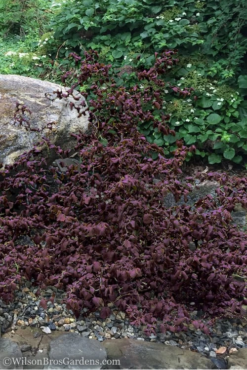 Red Dragon Contorted Filbert - Corylus Avellena - 3 Gallon Pot 5 Red Dragon Contorted Filbert - Corylus Avellena - 3 Gallon Pot - Image 3