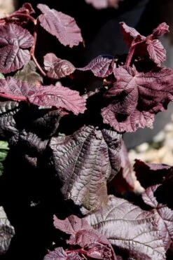 Red Dragon Contorted Filbert - Corylus Avellena - 3 Gallon Pot 11 Red Dragon Contorted Filbert - Corylus Avellena - 3 Gallon Pot -Leafy Joy Shop Contorted Filbert Red Dragon 8