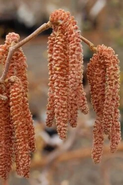 Red Dragon Contorted Filbert - Corylus Avellena - 3 Gallon Pot 13 Red Dragon Contorted Filbert - Corylus Avellena - 3 Gallon Pot -Leafy Joy Shop Contorted Filbert Red Dragon 9