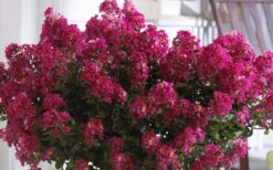 Berry Dazzle Dwarf Crape Myrtle (Single-Trunk Topiary) - 7 Gallon Pot 12 Berry Dazzle Dwarf Crape Myrtle (Single-Trunk Topiary) - 7 Gallon Pot -Leafy Joy Shop Crape Myrtle Berry Dazzle 3