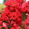 Ruffled Red Magic Crape Myrtle (Multi Trunk) - 7 Gallon Pot -Leafy Joy Shop Crape Myrtle Ruffled Red Magic 500x750 1