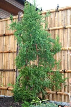 Rasen Sugi Cryptomeria Japanese Cedar - 1 Gallon Pot -Leafy Joy Shop Cryptomeria Rasen Sugi 1