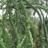 Rasen Sugi Cryptomeria Japanese Cedar - 1 Gallon Pot -Leafy Joy Shop Cryptomeria Rasen Sugi 2