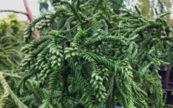 Rasen Sugi Cryptomeria Japanese Cedar - 1 Gallon Pot -Leafy Joy Shop Cryptomeria Rasen Sugi 3