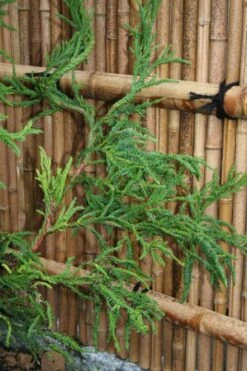 Rasen Sugi Cryptomeria Japanese Cedar - 1 Gallon Pot -Leafy Joy Shop Cryptomeria Rasen Sugi 4