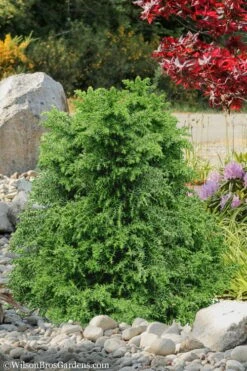 Tansu Dwarf Cryptomeria - Japanese Cedar - 3 Gallon 10 Tansu Dwarf Cryptomeria - Japanese Cedar - 3 Gallon -Leafy Joy Shop Cryptomeria Tansu 1
