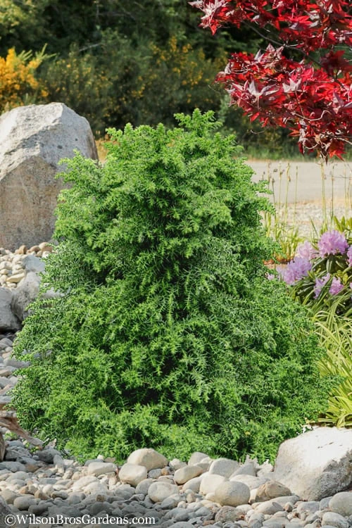 Tansu Dwarf Cryptomeria - Japanese Cedar - 3 Gallon 6 Tansu Dwarf Cryptomeria - Japanese Cedar - 3 Gallon - Image 4