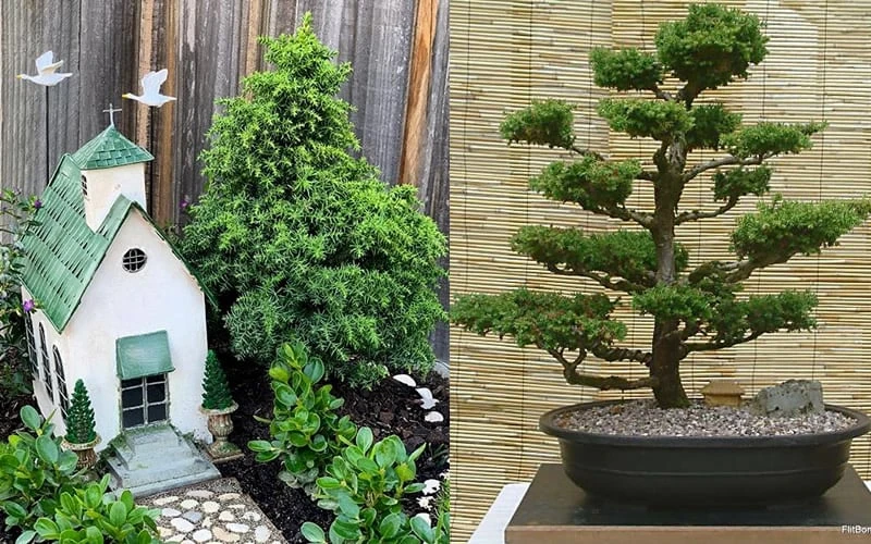 Tansu Dwarf Cryptomeria - Japanese Cedar - 3 Gallon 7 Tansu Dwarf Cryptomeria - Japanese Cedar - 3 Gallon - Image 5