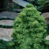 Tansu Dwarf Cryptomeria - Japanese Cedar - 3 Gallon 1 Tansu Dwarf Cryptomeria - Japanese Cedar - 3 Gallon -Leafy Joy Shop Cryptomeria Tansu 4
