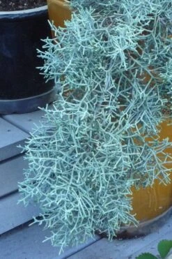 Blue Ice Arizona Cypress - 7 Gallon Pot (5-6') -Leafy Joy Shop Cypress Blue Ice 10