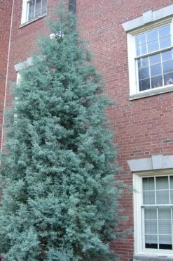 Blue Ice Arizona Cypress - 7 Gallon Pot (5-6') -Leafy Joy Shop Cypress Blue Ice Rev 500x750 1
