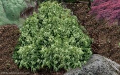 Marie's White Dwarf Hinoki Cypress - Chamaecyparis Obtusa 'Mariesii - 5 Gallon Pot -Leafy Joy Shop Cypress Hinoki Mariessii 11 1