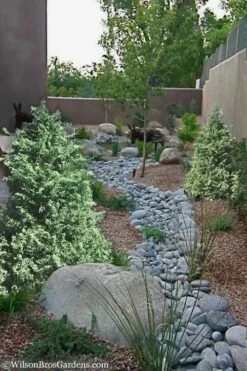 Marie's White Dwarf Hinoki Cypress - Chamaecyparis Obtusa 'Mariesii - 5 Gallon Pot -Leafy Joy Shop Cypress Hinoki Mariessii 12 1