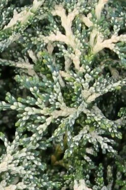 Marie's White Dwarf Hinoki Cypress - Chamaecyparis Obtusa 'Mariesii - 5 Gallon Pot -Leafy Joy Shop Cypress Hinoki Mariessii 5 1