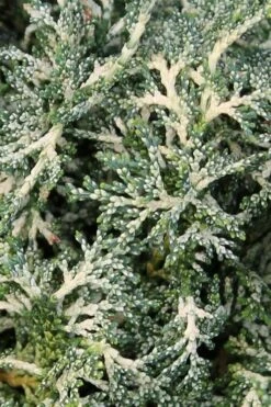 Marie's White Dwarf Hinoki Cypress - Chamaecyparis Obtusa 'Mariesii - 5 Gallon Pot -Leafy Joy Shop Cypress Hinoki Mariessii 6 1