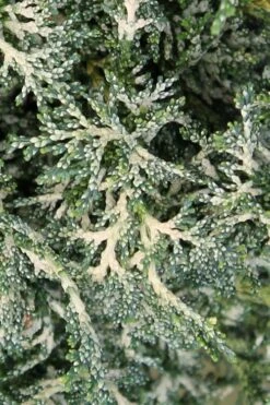 Marie's White Dwarf Hinoki Cypress - Chamaecyparis Obtusa 'Mariesii - 1 Gallon Pot -Leafy Joy Shop Cypress Hinoki Mariessii 7