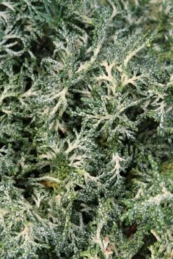 Marie's White Dwarf Hinoki Cypress - Chamaecyparis Obtusa 'Mariesii - 5 Gallon Pot -Leafy Joy Shop Cypress Hinoki Mariessii 8 1