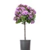 Lawrence Crocker Dwarf Daphne Tree (Standard Topiary) - 1 Gallon Pot -Leafy Joy Shop Daphne Lawrence Crocker Topiary Standard 1