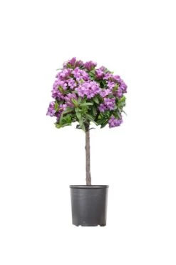 Lawrence Crocker Dwarf Daphne Tree (Standard Topiary) - 1 Gallon Pot