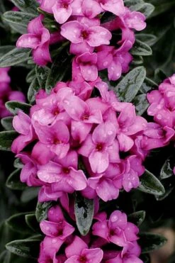 Wilhelm Schacht Daphne - 1 Gallon Pot 10 Wilhelm Schacht Daphne - 1 Gallon Pot -Leafy Joy Shop Daphne Wilhelm Schacht 1