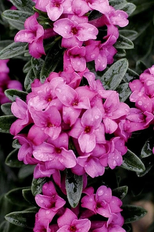 Wilhelm Schacht Daphne - 1 Gallon Pot 6 Wilhelm Schacht Daphne - 1 Gallon Pot - Image 4