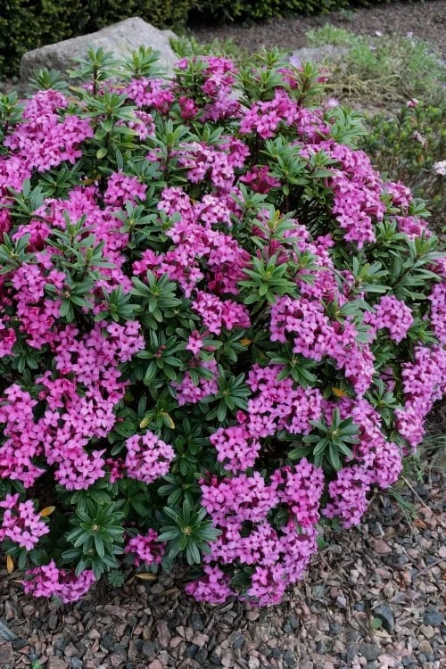 Wilhelm Schacht Daphne - 1 Gallon Pot 3 Wilhelm Schacht Daphne - 1 Gallon Pot