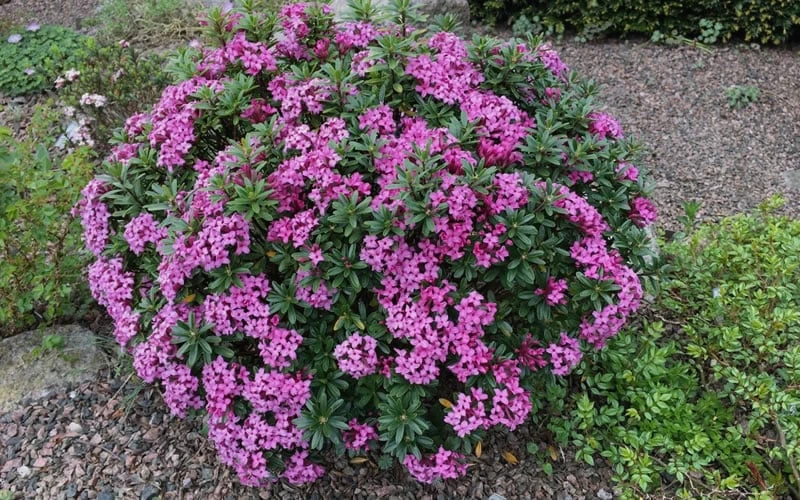 Wilhelm Schacht Daphne - 1 Gallon Pot 7 Wilhelm Schacht Daphne - 1 Gallon Pot - Image 5