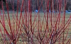 Variegated Dappled Willow Bush - Salix Integra 'Hakuro Nishiki' - 1 Gallon Pot 13 Variegated Dappled Willow Bush - Salix Integra 'Hakuro Nishiki' - 1 Gallon Pot -Leafy Joy Shop Dappled Willow Tree Stems