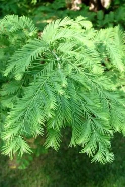 Miss Grace Weeping Dawn Redwood Tree (Metasequoia) - 3 Gallon Pot 11 Miss Grace Weeping Dawn Redwood Tree (Metasequoia) - 3 Gallon Pot -Leafy Joy Shop Dawn Redwood 3