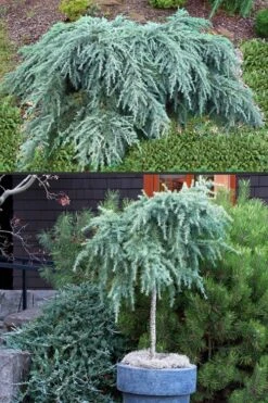 Feelin Blue Deodar Cedar (Single Trunk Tree Form) - 2 Gallon Pot -Leafy Joy Shop Deodar Cedar Feelin Blue 500x750 1