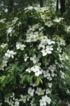 Empress Of China Dogwood - 5 Gallon Pot -Leafy Joy Shop Dogwood Empress Of China 35