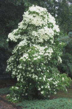 Empress Of China Dogwood - 5 Gallon Pot -Leafy Joy Shop Dogwood Empress Of China 51