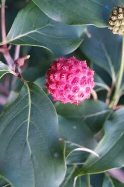 Empress Of China Dogwood - 5 Gallon Pot -Leafy Joy Shop Dogwood Empress of China 31