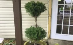 Poodle Tier Dwarf Alberta Spruce 3 Ball Topiary (3-Ball) - 3 Gallon Pot -Leafy Joy Shop Dwarf Alberta Spruce Poodle Tier