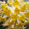 Winter Gold Edgeworthia Chrysantha - Paper Bush - 3 Gallon Pot -Leafy Joy Shop Edgeworthia BS