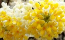 Winter Gold Edgeworthia Chrysantha - Paper Bush - 3 Gallon Pot 23 Winter Gold Edgeworthia Chrysantha - Paper Bush - 3 Gallon Pot -Leafy Joy Shop Edgeworthia Flower Closeup