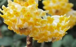 Winter Gold Edgeworthia Chrysantha - Paper Bush - 3 Gallon Pot 20 Winter Gold Edgeworthia Chrysantha - Paper Bush - 3 Gallon Pot -Leafy Joy Shop Edgeworthia Paper Bush