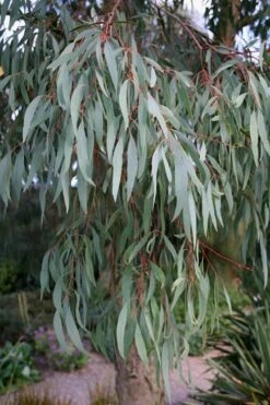 Angus Cold Hardy Eucalyptus Tree (Eucalyptus Nicholii) - Quart Pot -Leafy Joy Shop Eucalyptus Angus 15 1