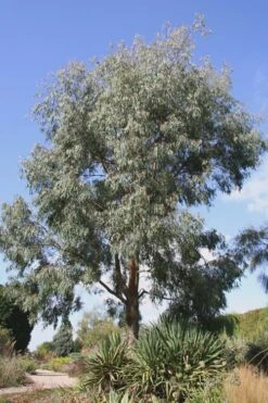 Angus Cold Hardy Eucalyptus Tree (Eucalyptus Nicholii) - 3 Gallon Pot -Leafy Joy Shop Eucalyptus Angus 16