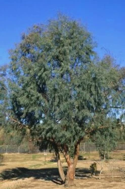 Angus Cold Hardy Eucalyptus Tree (Eucalyptus Nicholii) - Quart Pot -Leafy Joy Shop Eucalyptus Angus 17 1