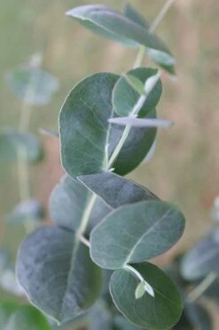 Big O Cold Hardy Eucalyptus Tree (Eucalyptus Neglecta) - 1 Gallon Pot 17 Big O Cold Hardy Eucalyptus Tree (Eucalyptus Neglecta) - 1 Gallon Pot -Leafy Joy Shop Eucalyptus Big O 3 500x750 3